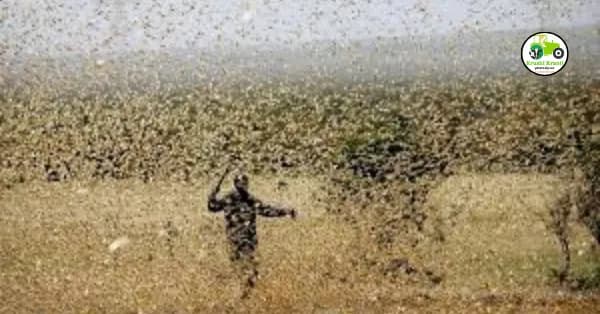 टोळधाड म्हणजे काय? टोळधाडीचे नियंत्रण कसे करावे?