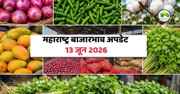 महाराष्ट्र बाजारभाव 13 जून 2026: कांदा, मिरची, कापूस, आंबा, मेथी आणि कोथिंबीरचे ताजे दर