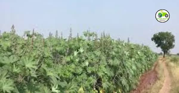 एकरी एक लाख मिळवून देणाऱ्या एरंडीची लागवड