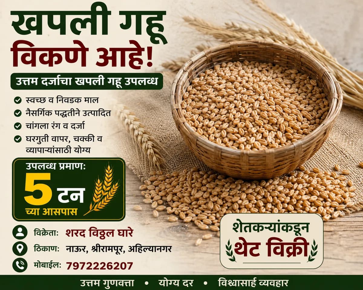 खपली गहू विकणे आहे