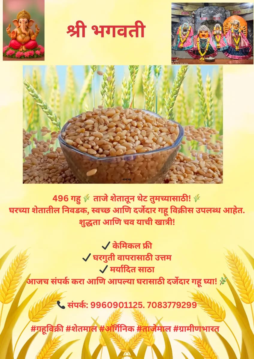 496 गहु विकणे आहे