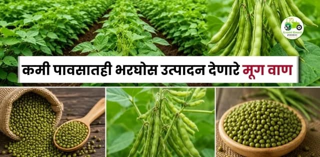 कमी पावसातही भरघोस उत्पादन देणारे मूग वाण 2026 | खरीप हंगामासाठी सर्वोत्तम सुधारित जाती