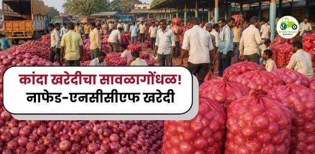 कांदा खरेदीचा सावळागोंधळ! नाफेड-एनसीसीएफ खरेदी प्रक्रियेमुळे शेतकरी अडचणीत