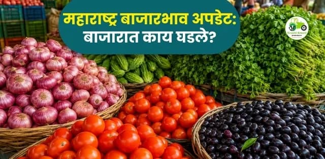 महाराष्ट्र बाजारभाव अपडेट १६ जून २०२६