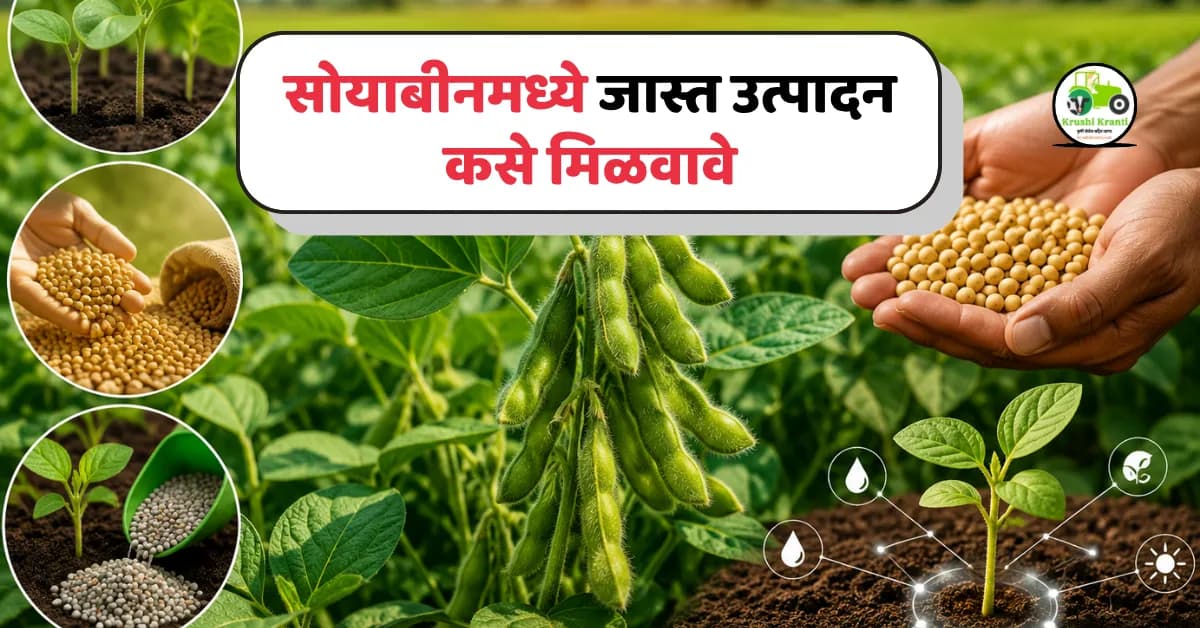 सोयाबीनमध्ये जास्त उत्पादन कसे मिळवावे? आधुनिक तंत्रज्ञान आणि तज्ज्ञांचा सल्ला