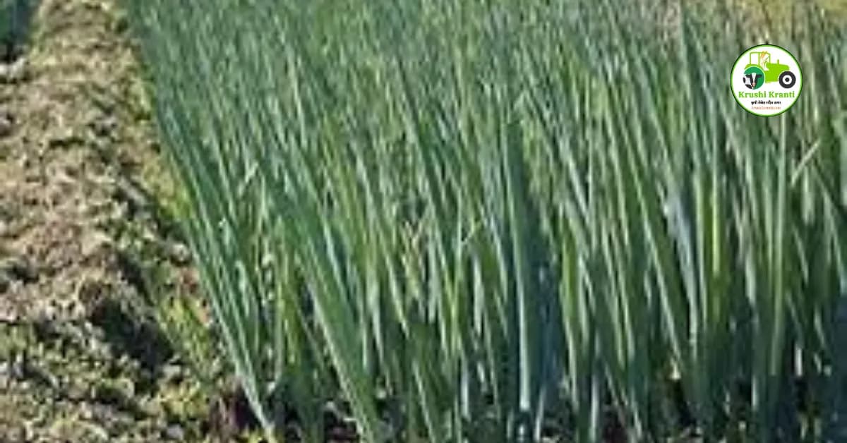 कांदा लागवडीपासुन काढणीपर्यंत माहिती