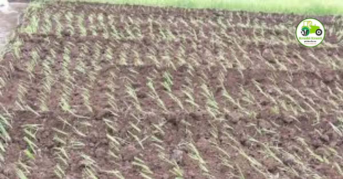 रोपवाटिकेपासून कांदा पिकातील रोग, कीड नियंत्रण