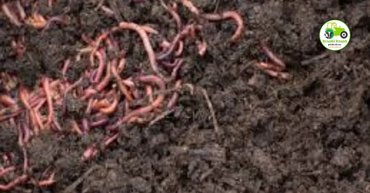 गांडूळ खताचे फायदे आणि तयार करण्याची प्रक्रिया