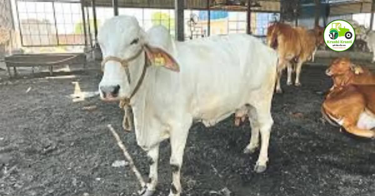 पावसाळ्याच्या दृष्टीकोनातून जनावरांच्या व्यवस्थापनात कोणते बदल केले पाहिजे?