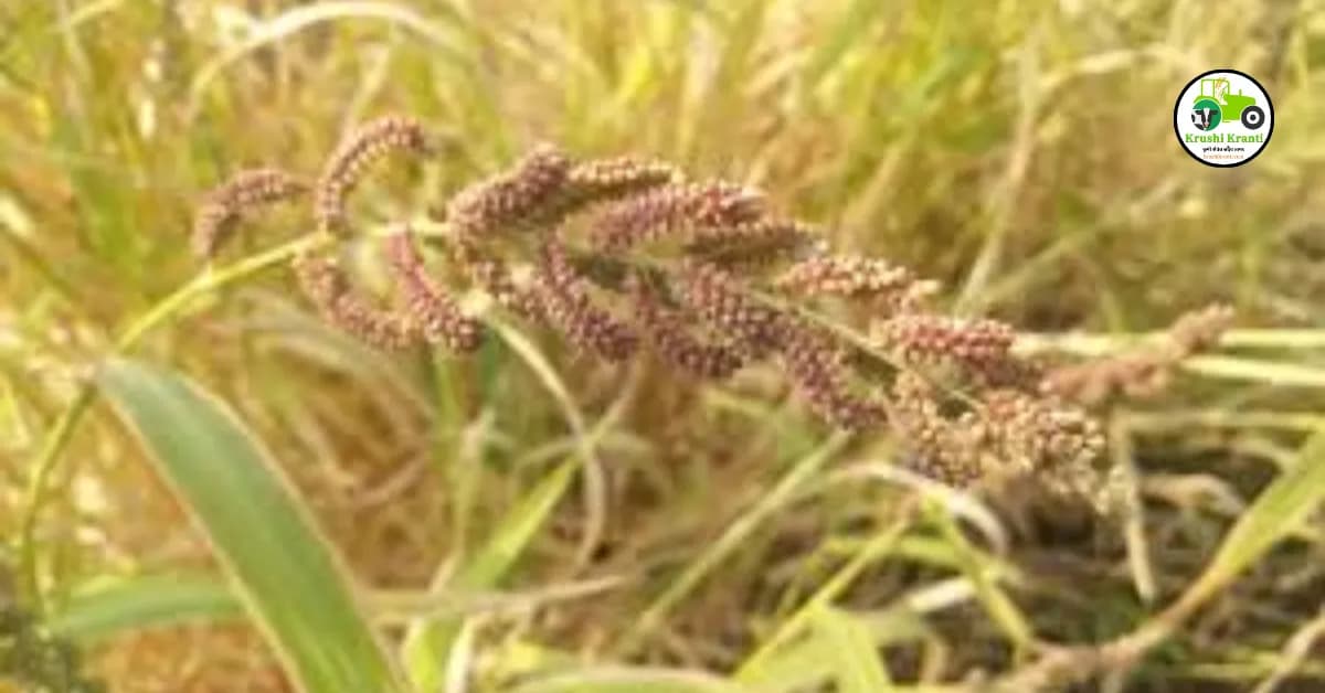 भगर लागवड कशी करावी? पहा संपूर्ण माहिती