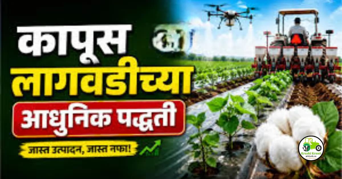 कापूस पेरणीची नवीन पद्धत खूप प्रभावी; जाणून घ्या त्याचे फायदे