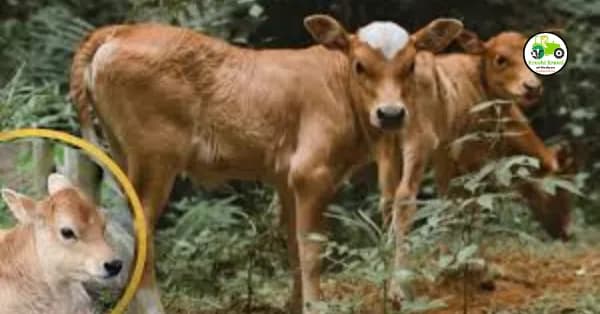 वासरांसाठी पहिले तीन महिने अतिशय महत्त्वाचे