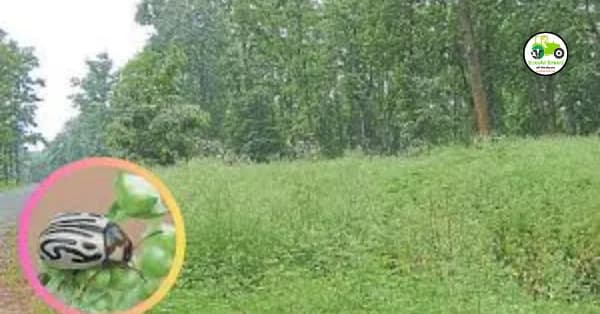 आपल्या शेतात गाजरगवत कशामुळे वाढते?