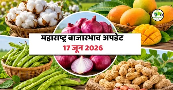 महाराष्ट्र बाजारभाव 17 जून 2026: कांदा, कापूस, गवार, आंबा आणि भुईमुग शेंग दरात काय बदल?
