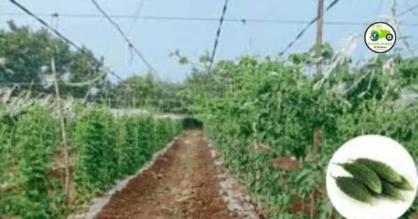 कारले लागवड कशी करावी