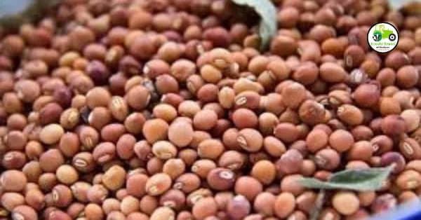 तुरीचे दर सध्या तेजीत, पण तरीही तुरीची लागवड यंदा १८ टक्क्यांनी कमी