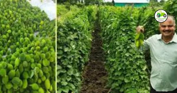 करटोली लागवड तंत्रज्ञान