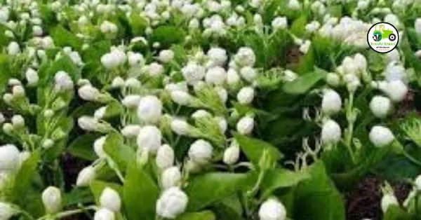 मोगरा लागवड तंत्रज्ञान