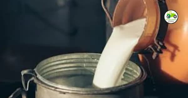Milk Rate : दूध दरवाढ धोरणाचा दूध उत्पादकांना खरंच फायदा होतोय का?