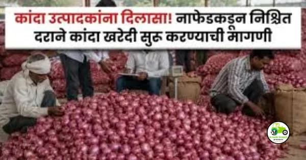 kanda bajarbhav : कांदा खरेदीवर नवीन अटी