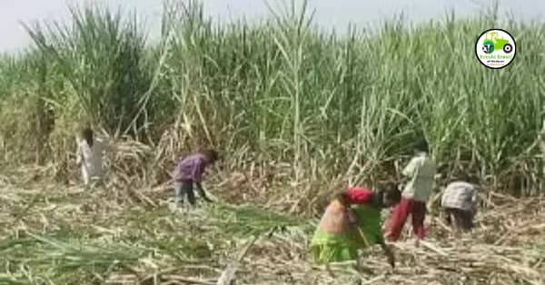 sugarcane : यंदाचा हंगाम ऊस उत्पादक शेतकऱ्यांसाठी लाभदायक होणार आहे