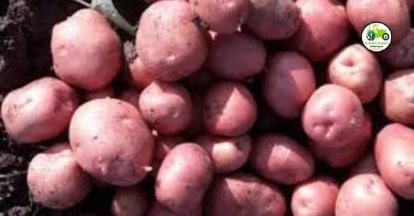 pink potato : गुलाबी बटाटे लागवड कशी करावी?