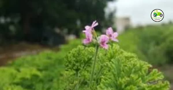 Geranium : जिरेनियम म्हणजे काय?