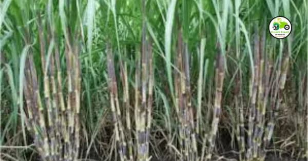 sugarcane : राज्य शासनाची राज्याबाहेर ऊस नेण्यास बंदी