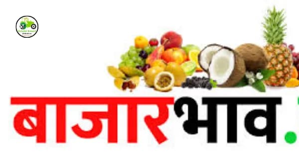 Bajarbhav : आजचे बाजारभाव अपडेट - 15 सप्टेंबर 2023