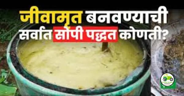 जीवामृत बनवण्याची हि सर्वात सोपी पद्धत