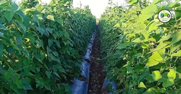 Beans : बिन्स लागवड तंत्रज्ञान