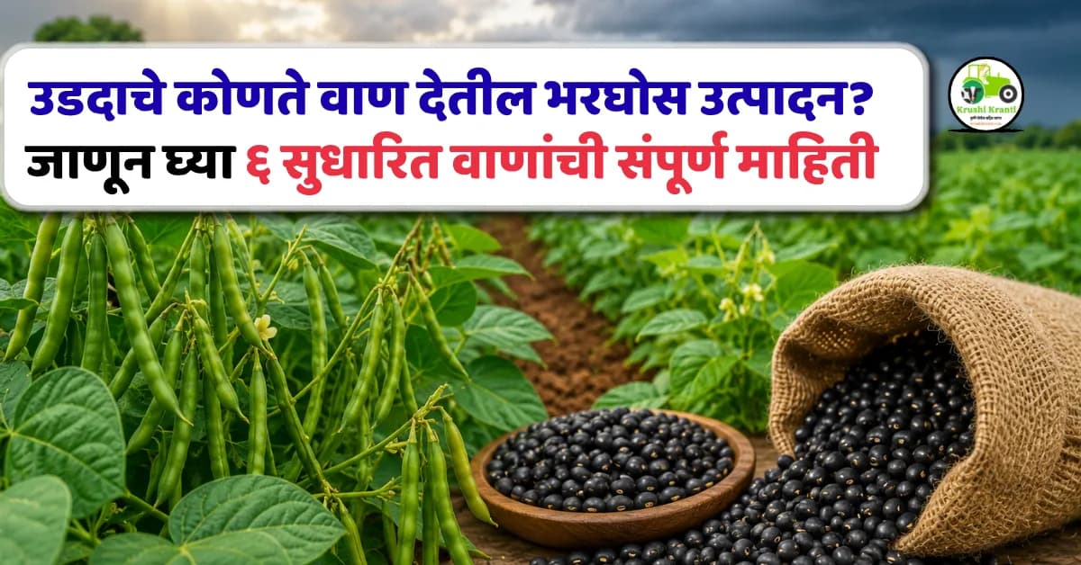 एल निनोच्या परिस्थितीत उडदाचे कोणते वाण देतील भरघोस उत्पादन? जाणून घ्या ६ सुधारित वाणांची संपूर्ण माहिती
