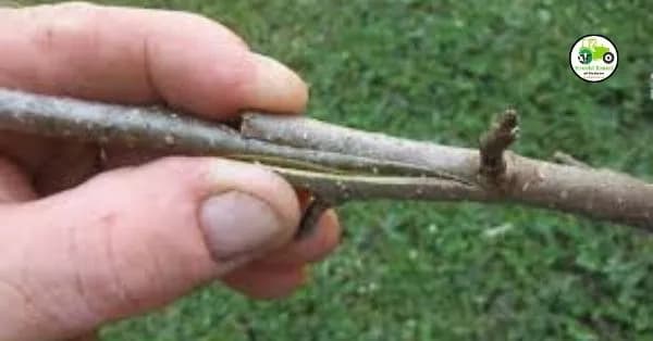 Grafting : अश्या पद्धतीने करा फळझाडांना कलम.