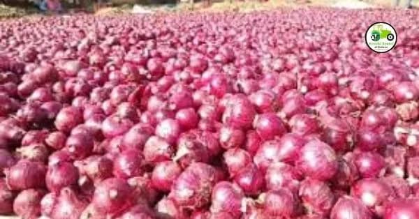 Onion Update : कांदा प्रश्नासाठी २९ सप्टेंबरला दिल्लीत महत्त्वाची बैठक