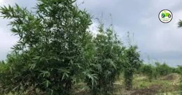 बांबू लागवडीसाठी ७ लाखाचं सरकारी अनुदान: मराठवाडा, पश्चिम महाराष्ट्रातील शेतकऱ्यांना मिळणार लाभ