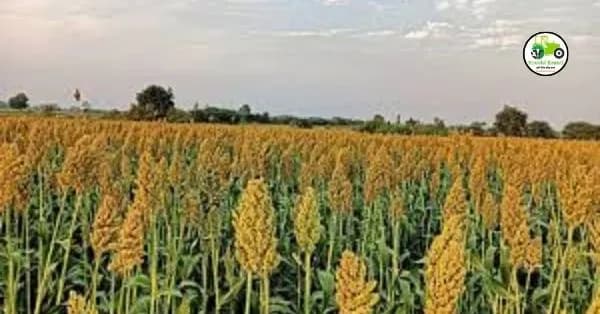 ज्वारी लागवड: बीजप्रक्रिया आणि पेरणीचे महत्व.