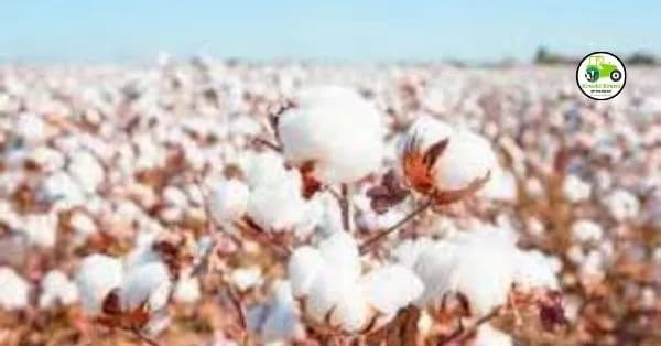 Cotton Production : कापूस उत्पादनाला पावसाच्या कमीने फटका, बाजारात तीव्र प्रभाव.