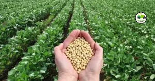 Soybean Production : सोयाबीनचे एकरी उत्पादन धोक्यात.