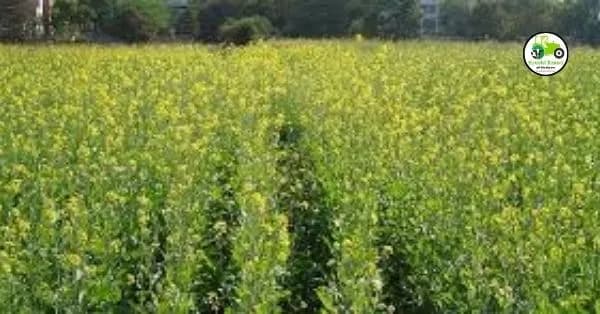 Mustard Cultivation; मोहरी लागवड तंत्रज्ञान व पद्धती.