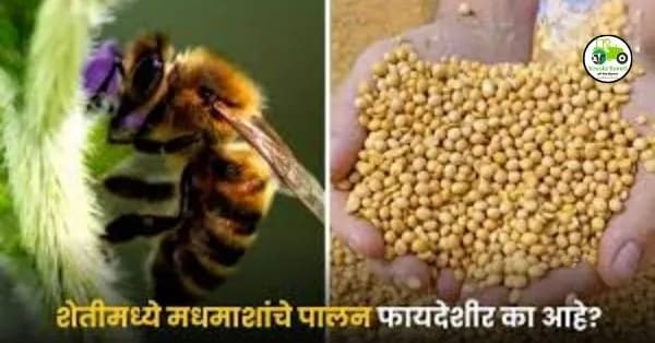 भरपूर नफ्यासाठी मधमाशीपालन आहे फायदेशीर.