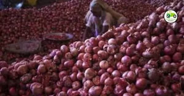 Fruit Crop Insurance : राज्यातील शेतकऱ्यांना लवकरच मिळणार फळ पीकविमा योजनेचे परताव.