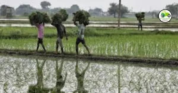 Crop Insurance Farmer : राज्यातील ३५ लाख शेतकऱ्यांना १७०० कोटी रुपये अग्रिम पिकविमा होणार वितरित, कृषी मंत्रीची माहिती