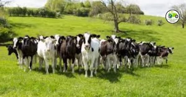 Dairy Farming: Maximizing Profits through Selective Cattle Breeding