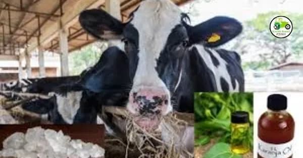Animal Care : जनावरांच्या जखमेतील अळ्यांसाठी प्रभावी उपचार