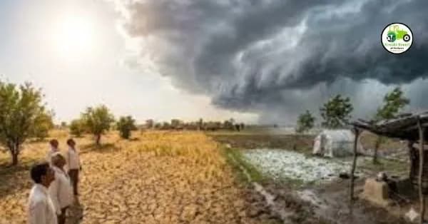 IMD Alert : पुढील दोन दिवस राज्यात हलक्या ते मध्यम पावसाचा येलो अलर्ट