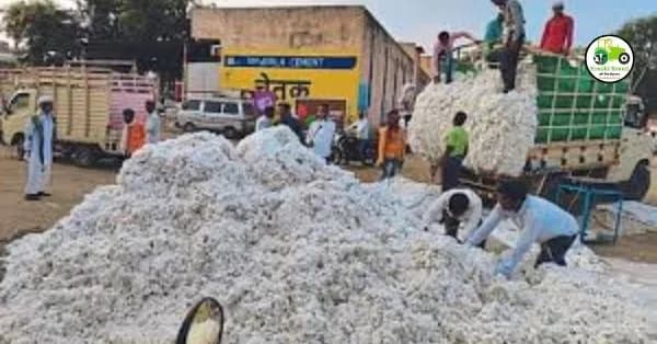 Cotton Market : कापसाचे भाव वाढणार का? सध्याची स्थिती काय?