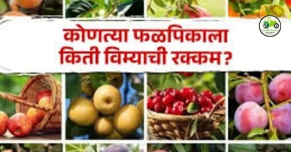 Crop Insurance : फळपीक विमा योजना 2023, विमा भरण्याची शेवटची तारिख किती?