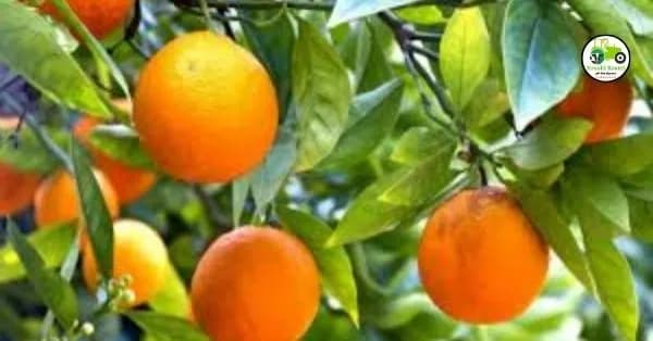 Orange Crop Insurance : संत्रा पीक विमा सध्याची वस्तुस्थिती काय?