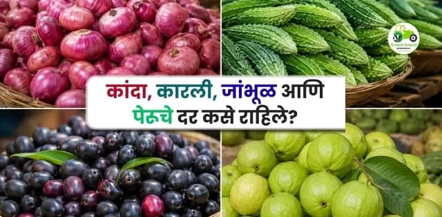 महाराष्ट्र बाजारभाव अपडेट १९ जून २०२६