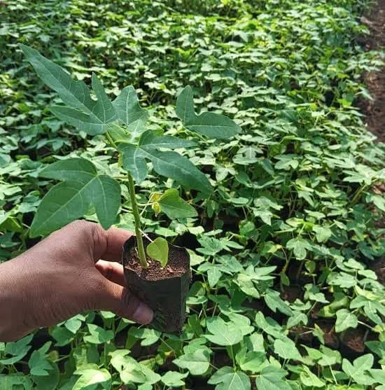 निसर्ग हायटेक नर्सरी (15 नंबर पपई)